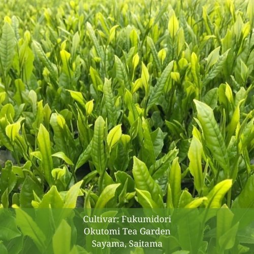#0579.S2 Withered Sencha Green Tea - 2025 Fukumidori, Single Cultivar by Okutomi Tea Garden - Image 3