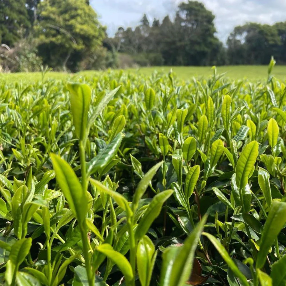 #0333.K2 Iba Yu Tea Garden: Tanegashima Single Cultivar Sencha - Shuntaro (micro batch, limited) - Image 3