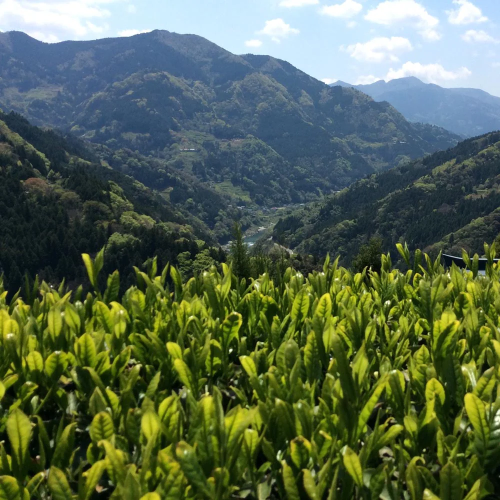 #0715.T2 Yancha: Premium Yabukita Sencha from Aruse Village, Tokushima - Image 9