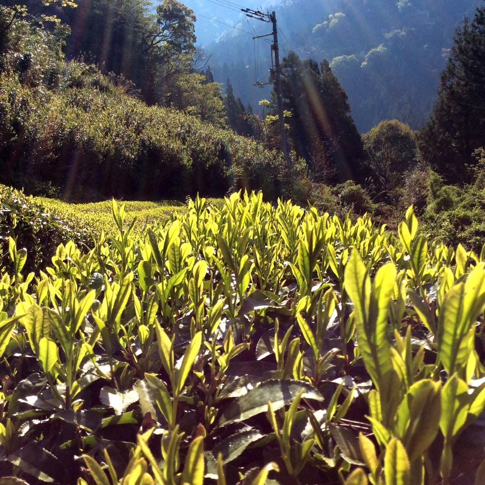 #0716.T2 Yancha: Spring Harvest Light Roast Yabukita Hojicha from Aruse Village, Tokushima - Image 5