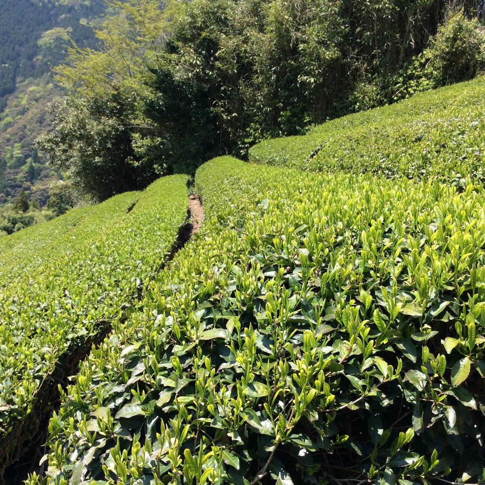 #0717.T2 Yancha: Standard Yabukita Sencha from Aruse Village, Tokushima - Image 6